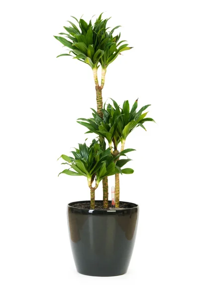 Dracaena plant isolated on the white background — Stock Photo, Image