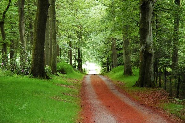 A estrada na floresta no verão — Fotografia de Stock