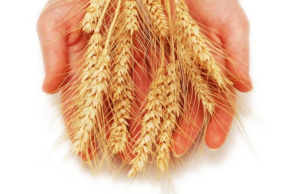 Mani che tengono le spighe di grano isolate su bianco — Foto Stock