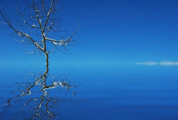 stock image Tree in the water and its reflection in the water