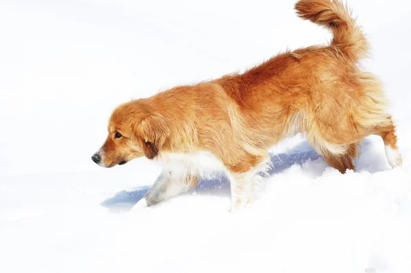 Cão marrom andando na neve no dia de inverno brilhante — Fotografia de Stock