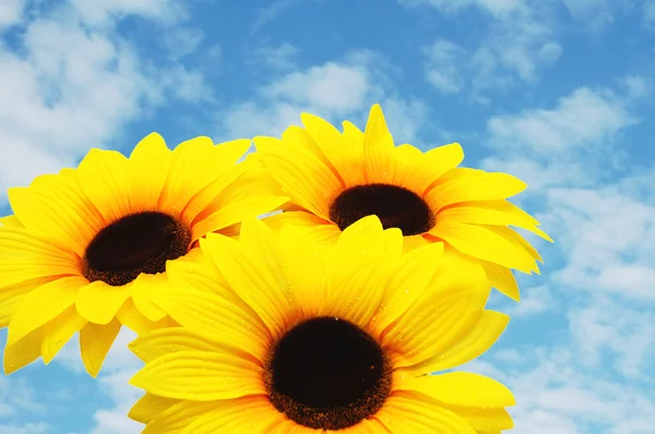 Three sunflowers isolated against the blue sky — Stock Photo, Image