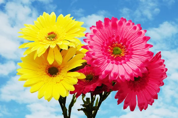 Yellow and pink flowers against blue sky — Stock Photo, Image