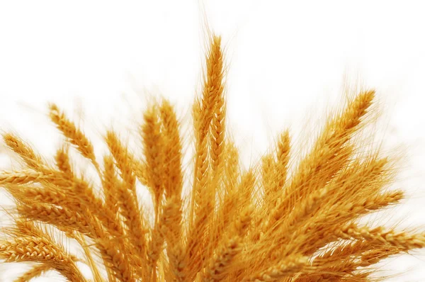 Beyaz arka plan üzerinde izole buğday kulaklar — Stok fotoğraf