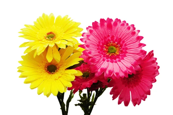 Yellow and pink flowers isolated on white — Stock Photo, Image