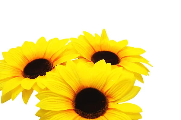 Drie zonnebloemen geïsoleerd op de witte achtergrond — Stockfoto