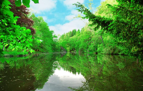 Árboles alrededor del lago y reflejos en el agua — Foto de Stock