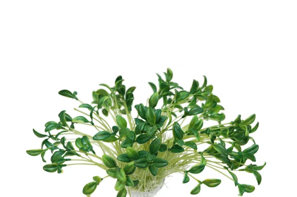 Folhas verdes isoladas no fundo branco — Fotografia de Stock