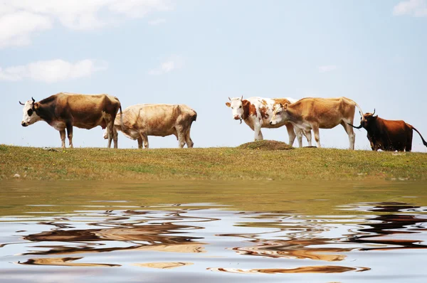 Корови біля озера та їх відображення у воді — стокове фото