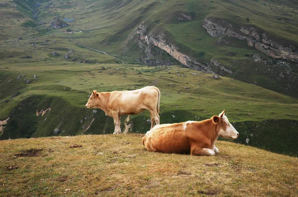 Two cows at the top of the hill — Stock Photo, Image