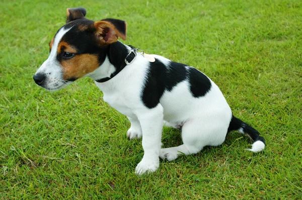 Çimenlere oturmuş tedavi köpek yavrusu — Stok fotoğraf