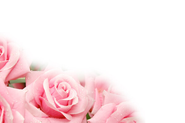 Roses with water drops - use copyspace for your text