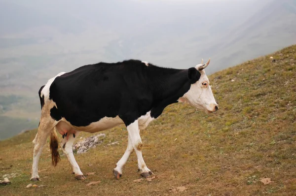Cow walking on the hill - Suvar, Azerbaijan — Stock Photo, Image