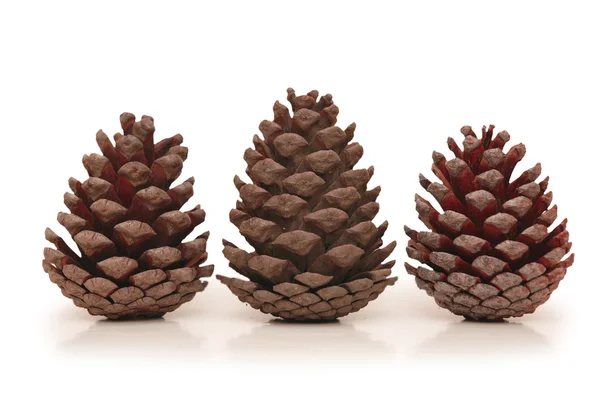 Tres conos de pino aislados sobre fondo blanco —  Fotos de Stock