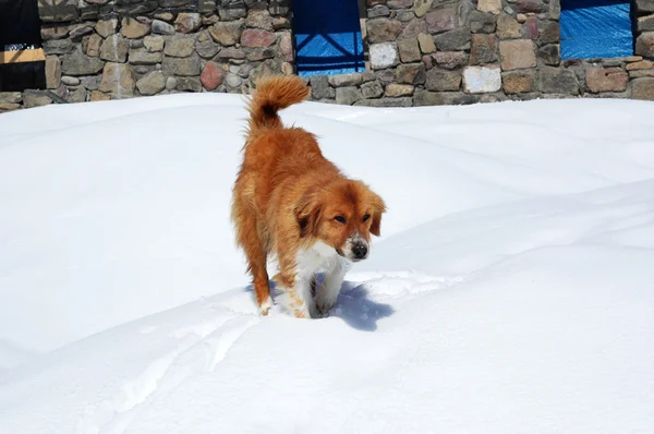 Cão marrom na neve — Fotografia de Stock