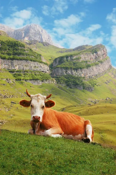Cow in high mountains — Stock Photo, Image