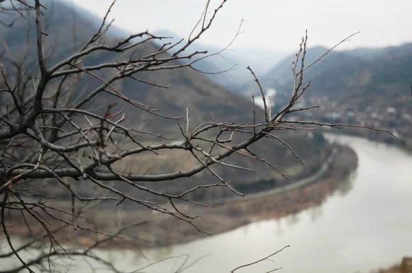 Ramo di un albero con un fiume sullo sfondo — Foto Stock