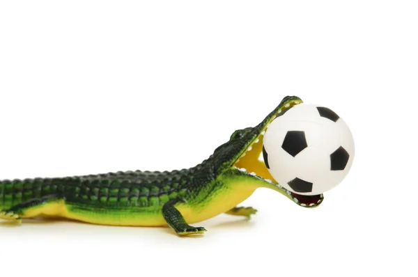 与足球隔绝在白色鳄鱼 — 图库照片