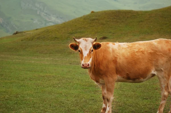 Корова випасує на полі — стокове фото
