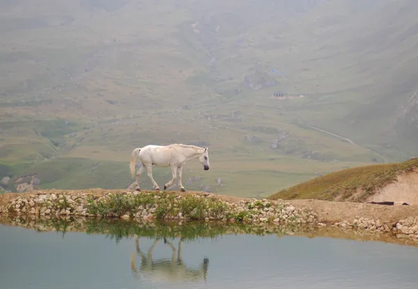 湖の湖畔に沿って歩いて白い馬 — ストック写真