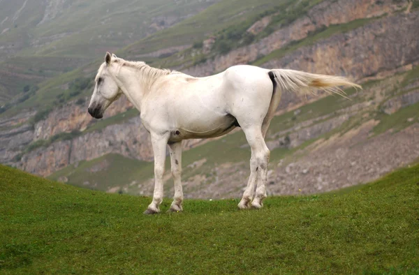 Белая лошадь на вершине холма — стоковое фото
