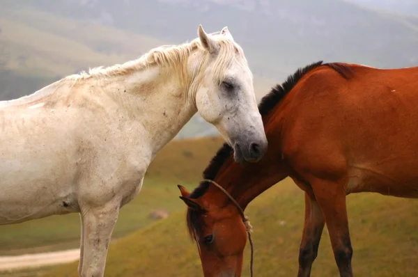 Dois cavalos - branco e marrom — Fotografia de Stock