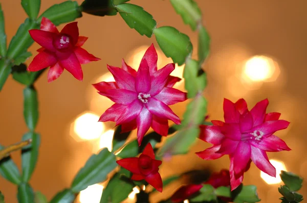 Ljusa blommor mot suddiga lampor — Stockfoto