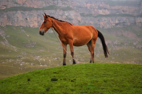 Horse at the top of hill — Stock Photo, Image