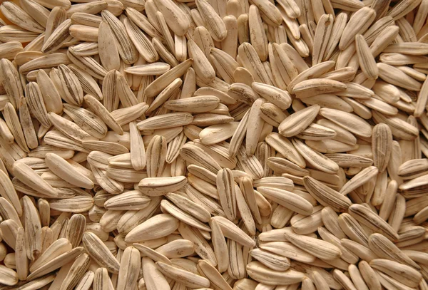 Sunflower seeds arranged as background — Stock Photo, Image
