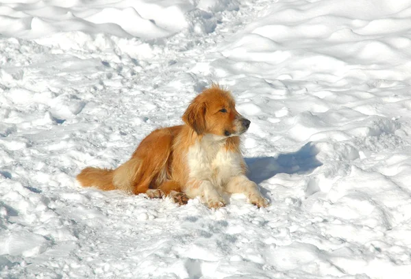 Pies w śniegu — Zdjęcie stockowe
