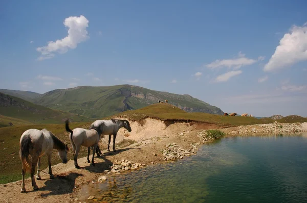 Three horses grazing near mountain lake — Stock Photo, Image