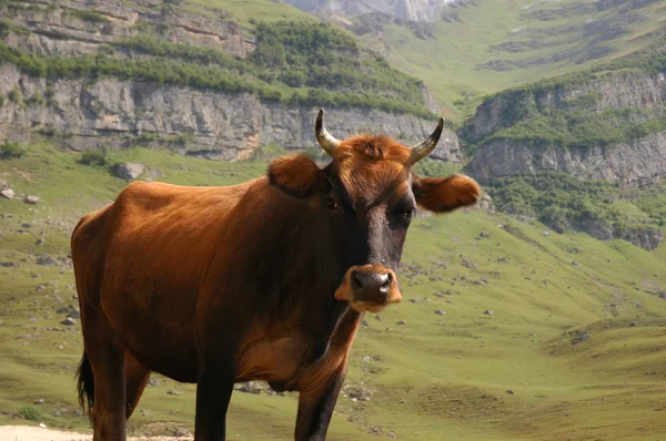 The bull in mountains — Stock Photo, Image