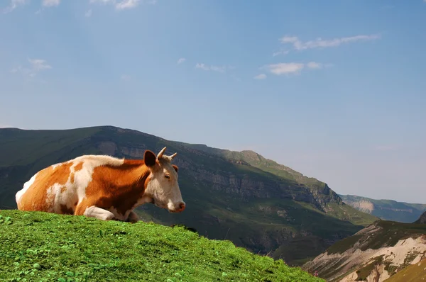 Βόσκηση αγελάδων στα βουνά — Φωτογραφία Αρχείου