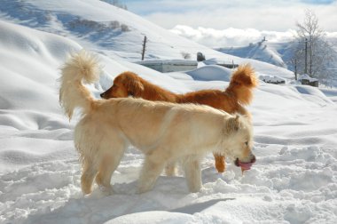 Two dogs playing in snow clipart