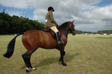 Horse with jockey at dressage tests in the park clipart