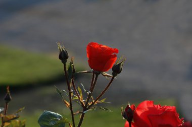 Rose under the summer sun clipart