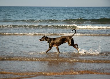 Köpek sahilde koşuyor.