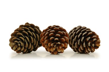 Three pine cones isolated on white clipart