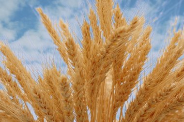 Golden ears against blue sky clipart