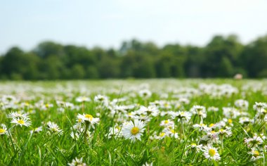 Field with daises - shallow field of depth clipart