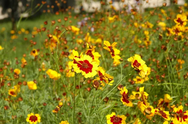 Κίτρινα άνθη το καλοκαίρι — Φωτογραφία Αρχείου