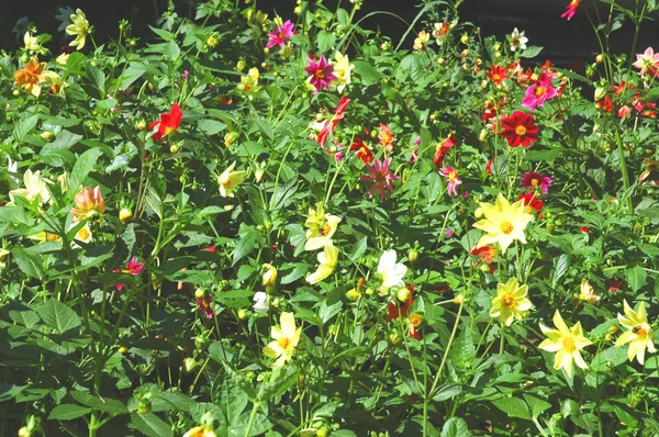 Λουλούδια και χόρτο σε μια καλοκαιρινή μέρα — Φωτογραφία Αρχείου