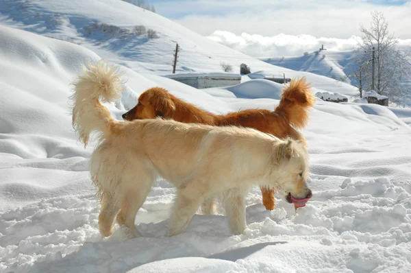 Deux chiens jouant dans la neige — Photo