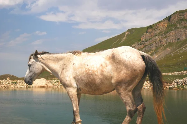 Cavalo no lago da montanha — Fotografia de Stock