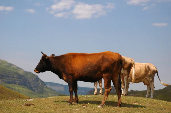 Tres vacas en la cima de la colina — Foto de Stock