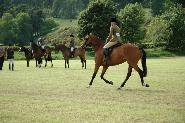 Cavalos em testes de adestramento no parque — Fotografia de Stock