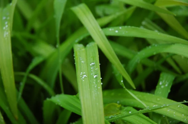Grass with water drops — Stock Photo, Image