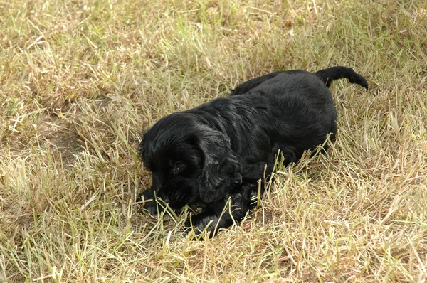 Filhote de cachorro na grama — Fotografia de Stock