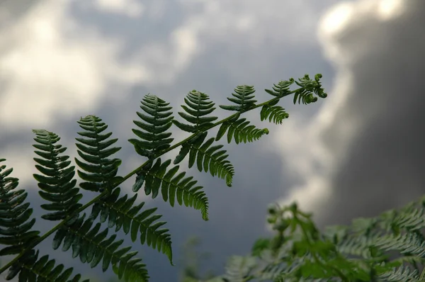 Fern and the reflection of sky in the water — Stock Photo, Image