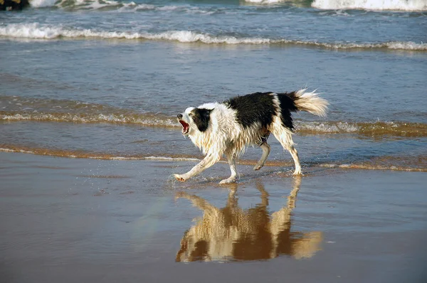 Câine pe plajă — Fotografie, imagine de stoc